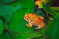 Amphibians, Marbled balloon frog, India Royalty Free Stock Photo