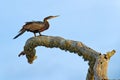Indian Anhinga, water bird with blue water level in the background. Water bird in the nature habitat. Bird from Sri Lanka, Asia. S