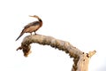 Indian Anhinga, water bird with white sky in the background. Water bird in the nature habitat. Bird from Sri Lanka, Asia