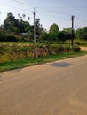 Indian village street inside the local park animal eating grass