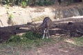 Indian Antelop grazing in Deer Park, India