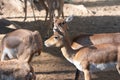 Indian Antelope or Blackbuck Antilope cervicapra Females Closeup Shot Royalty Free Stock Photo