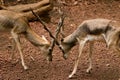 Indian antelopes fight, Blackbuck fighting with their horns, closeup shot.