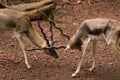 Indian antelopes fight, Blackbuck fighting with their horns, closeup shot.