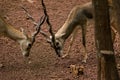 Indian antelopes fight, Blackbuck fighting with their horns, closeup shot.