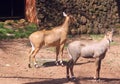 Indian Antelopes in zoological park, India