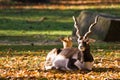 Indian antilope or Blackbuck