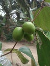 Indian apple, the mention of the Indonesian nation