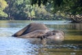 An Indian or Asian elephant lying in the river Royalty Free Stock Photo