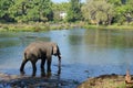 An Indian or Asian elephant on a riverbank in the forest