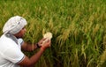 Indian or Asian Farmer counting money in front of lush green rice paddy farm, concept of making money in Agriculture