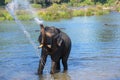 An Indian or Asian elephant on a riverbank spraying water