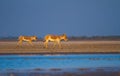 Indian or Asian wild asses in world& x27;s only Wild Ass Sanctuary in Little Rann of Kutch Gujarat Royalty Free Stock Photo