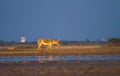 Indian or Asian wild asses in world& x27;s only Wild Ass Sanctuary in Little Rann of Kutch Gujarat Royalty Free Stock Photo