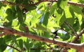 Indian babool in a branch of a tree