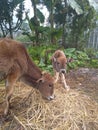 Indian baby cow and bull. Royalty Free Stock Photo