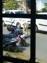 Indian Baby cow standing on city road with surrounded vehicles