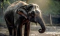 The Indian baby elephant, the Asian elephantin jungle forest. Indian elephant bathing in jungle.