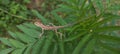 Indian baby garden lizard on tree Royalty Free Stock Photo