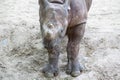 Indian Baby Rhino in a Zoo, Berlin