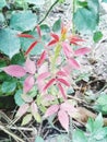 Indian Baby rose tree in garden