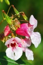 Indian balsam Royalty Free Stock Photo