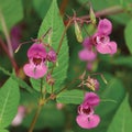 Indian Balsam Himalayan, pink red jewelweed I. Impatiens glandulifera flowers, large detailed decorative Policeman`s Helmet flower Royalty Free Stock Photo