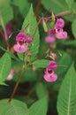 Indian Balsam Himalayan, pink red jewelweed I. Impatiens glandulifera flowers, large detailed vertical Policeman`s Helmet Royalty Free Stock Photo