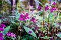 Indian Balsam wildflower in an autumn forest