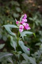 Indian Balsam wildflower in a forest