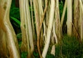 Indian Banyan (Ficus Benghalensis) Roots