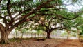 Indian Banyan tree with double tree at ground