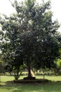 Indian Banyan tree (Ficus benghalensis) with dense foliage : (pix Sanjiv Shukla)