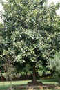 Indian Banyan tree (Ficus benghalensis) with dense foliage : (pix Sanjiv Shukla)