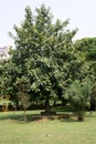 Indian Banyan tree (Ficus benghalensis) with dense foliage : (pix Sanjiv Shukla)