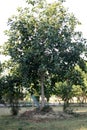 Indian Banyan tree (Ficus benghalensis) with dense foliage : (pix Sanjiv Shukla)