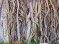 Indian Banyan Tree