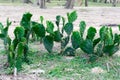 Indian Barbary fig spineless prickly pear Cactus Opuntia ficus-indica, domesticated crop plant grown in agriculture field in