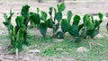Indian Barbary fig spineless prickly pear Cactus Opuntia ficus-indica, domesticated crop plant grown in agriculture field in