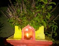 Indian basil herbal plant growing in flowerpot in garden at night with flash light, nature photography