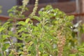 Indian basil Tulsi plant