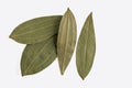 Indian bay leaf