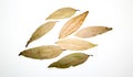 Indian bay leaves or tej patta isolated on white background with clipping path.