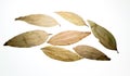 Indian bay leaves or tej patta isolated on white background with clipping path.