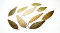 Indian bay leaves or tej patta isolated on white background with clipping path.