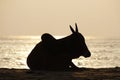 Indian beach cow Royalty Free Stock Photo