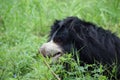 Indian bear is taking rest on grass field Royalty Free Stock Photo