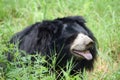 Indian bear is taking rest on grass field Royalty Free Stock Photo