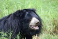 Indian bear is taking rest on grass field Royalty Free Stock Photo