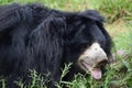 Indian bear is taking rest on grass field Royalty Free Stock Photo